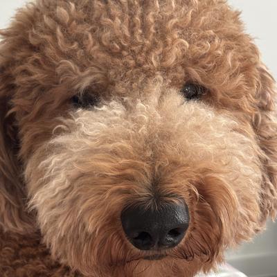 Chesper nose closeup