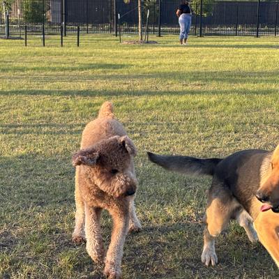 Chesper at the dog park