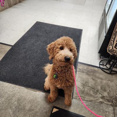 Chesper at the pet store