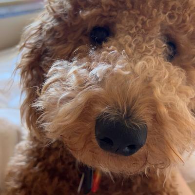 Chesper with his toy