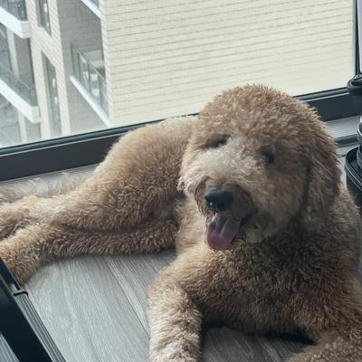 Chesper by the window